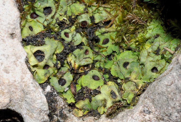 Licheni da determinare